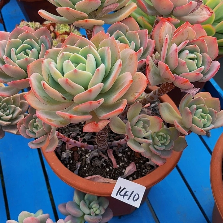 随*白月光群1410