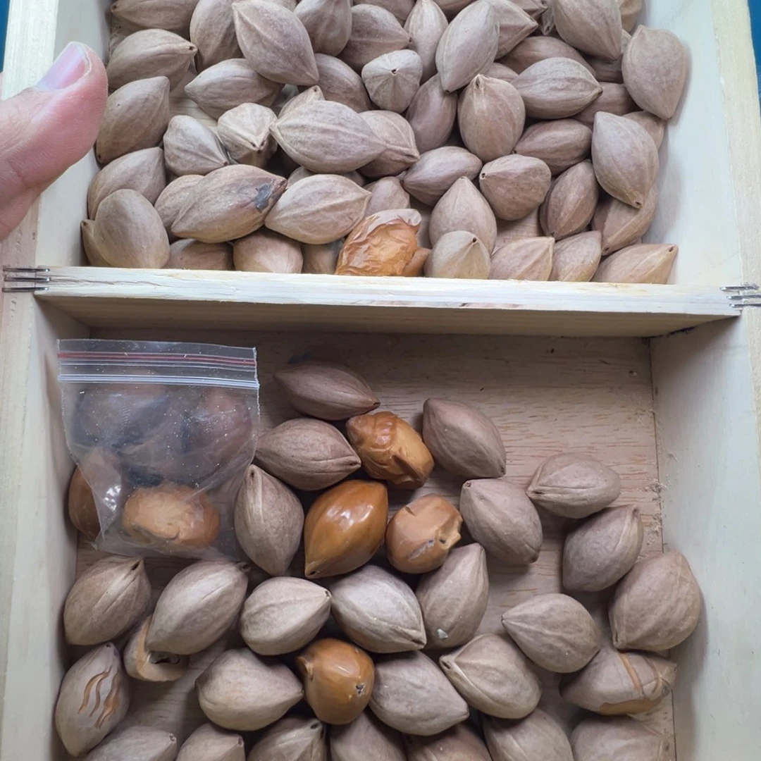 手串/手链橄榄核1.7-1.9+的正三角橄榄核原料一斤