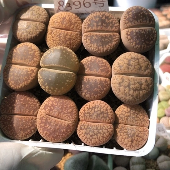 8396，2.3厘米左右如图