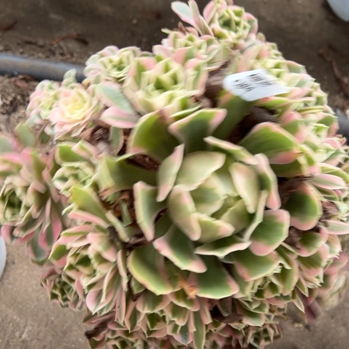 女妖手捧多肉植物084上