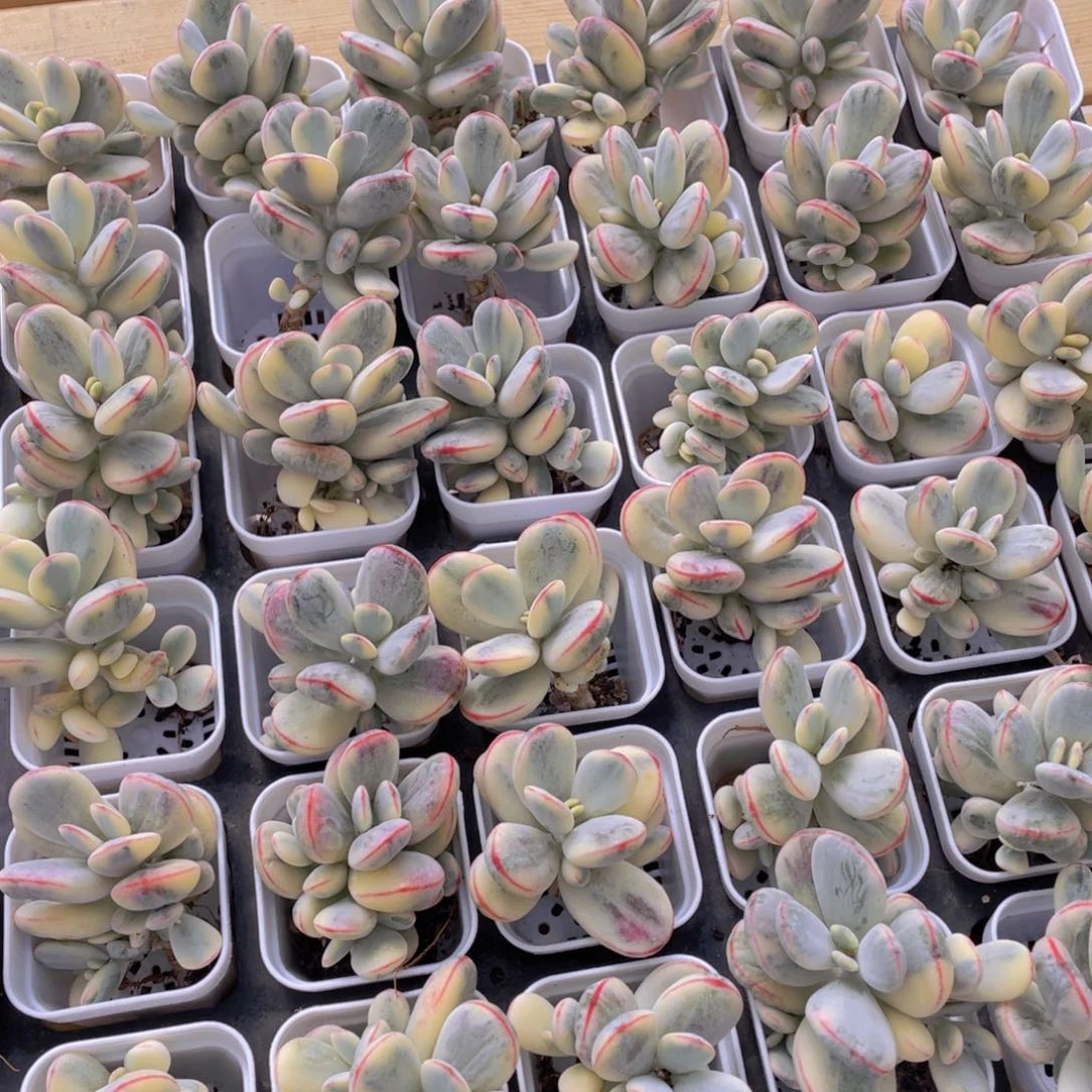 408号 精品乒乓福娘锦一个