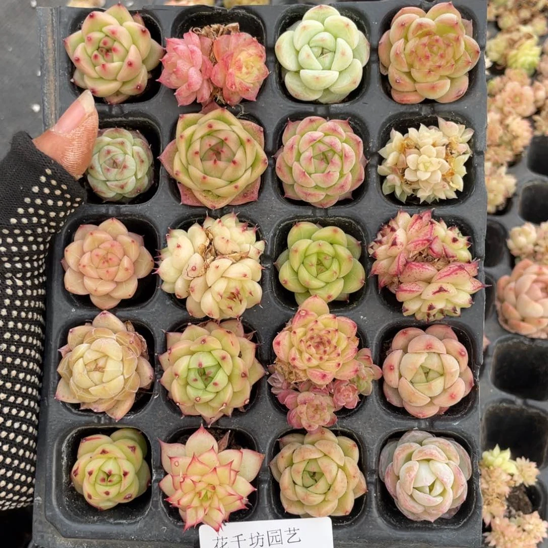 柒一物一拍20棵小苗17-152