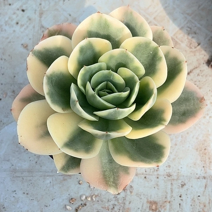 星娜塔锦多肉植物