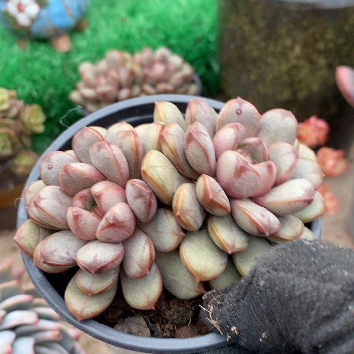 葡萄整装无砍多肉