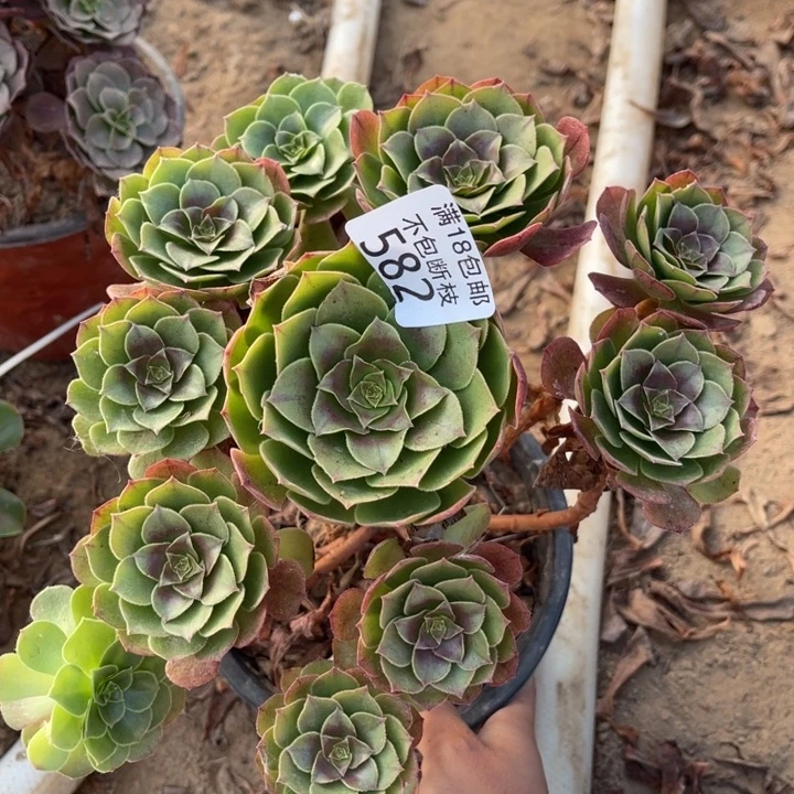 582沙拉碗手捧1北