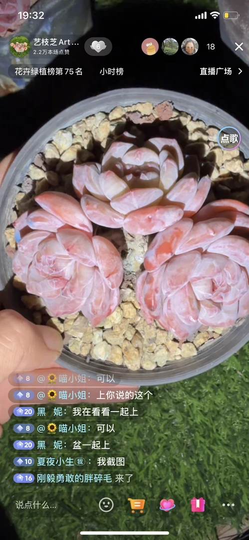 喵小姐专拍星影多肉