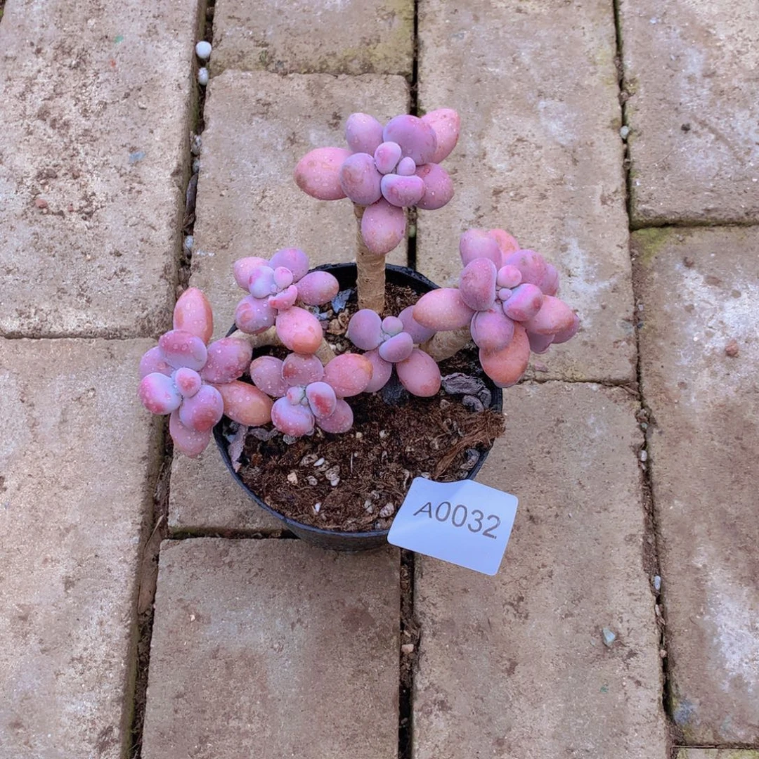 用***8闪购多肉1棵a0032带盆土