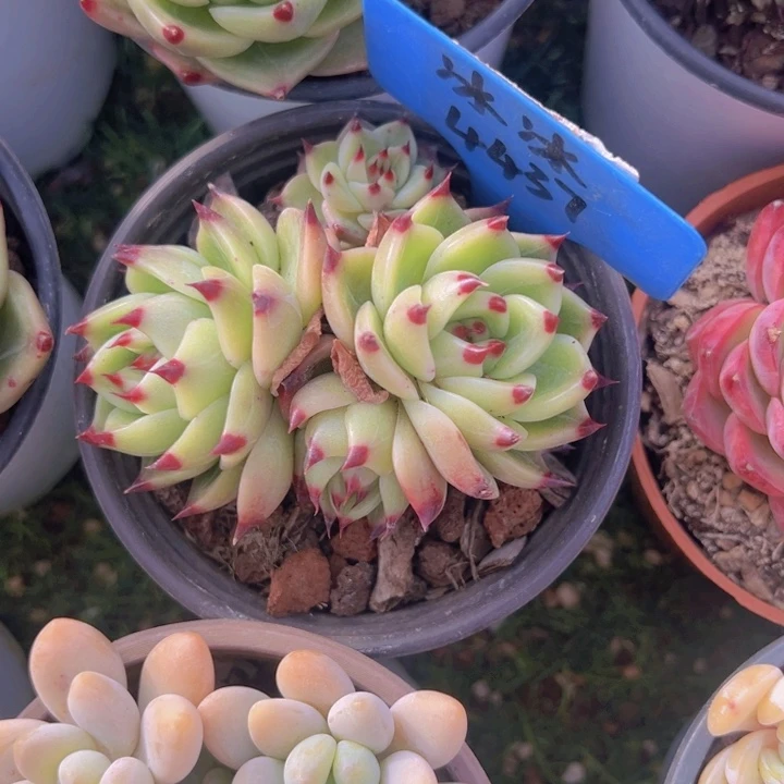 健健康康平平安安