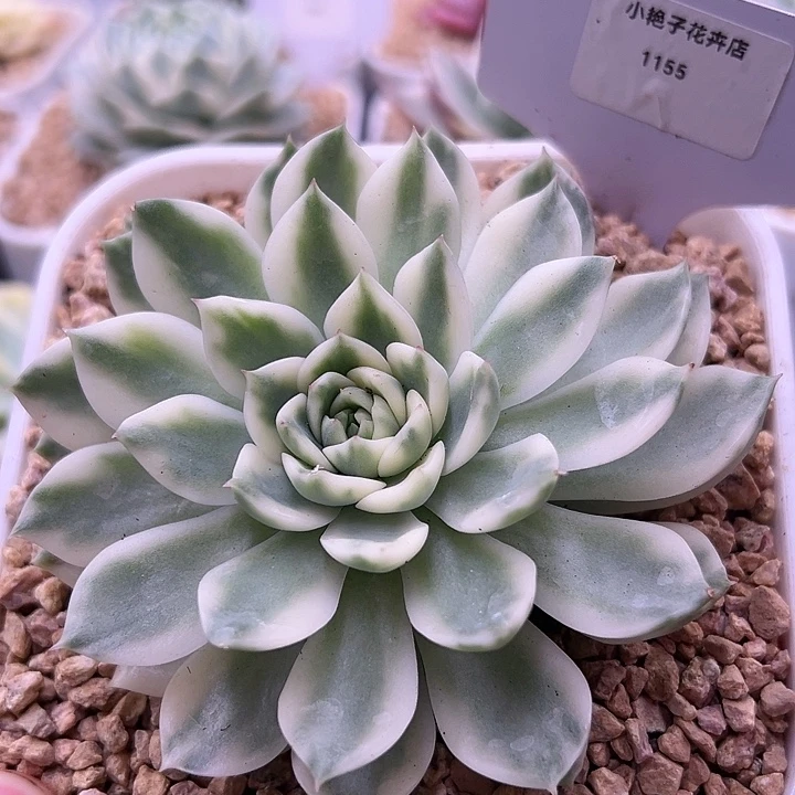 1155号冰岛长茶锦多肉