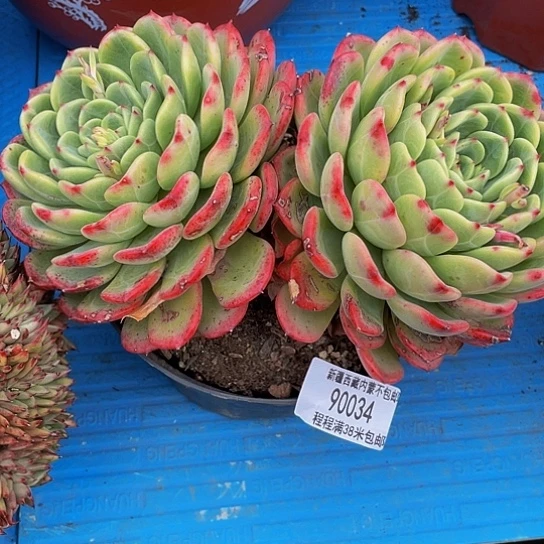 _***无十里桃花90034多肉