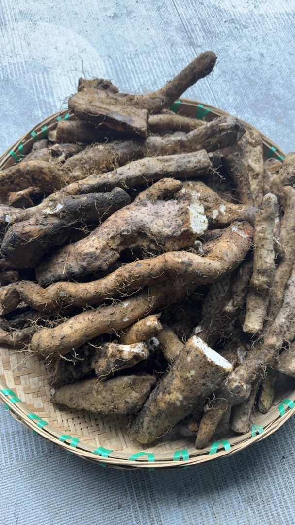 贵州高山～野山药