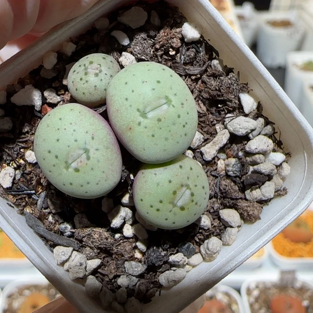 肉锥多肉植物百科2-1711