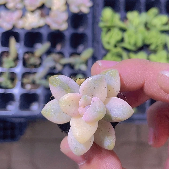 美杏锦【满10颗包邮】