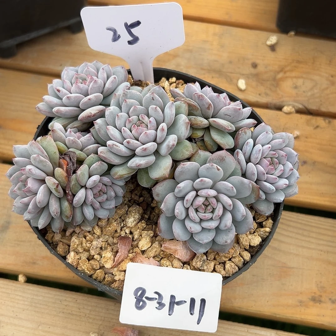 流***火8-31-11星星橙多肉植物