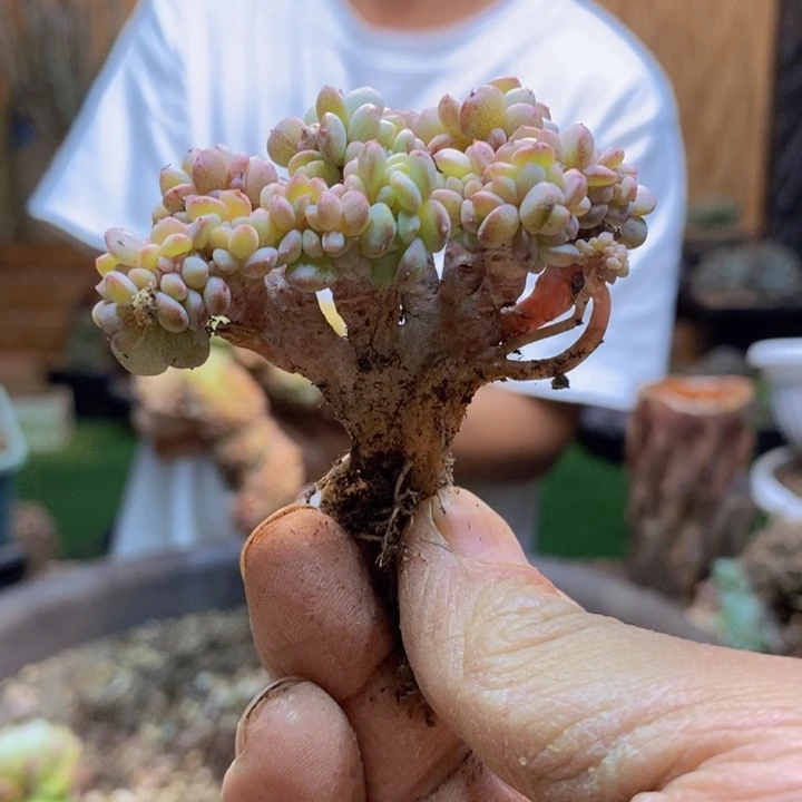 一***.62 号白胖子多肉植物