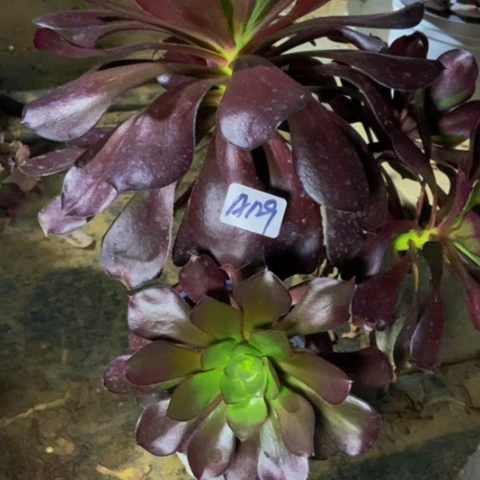 无毒红酒杯多肉129多肉不包断