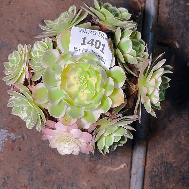 1401海仙多肉植物保护