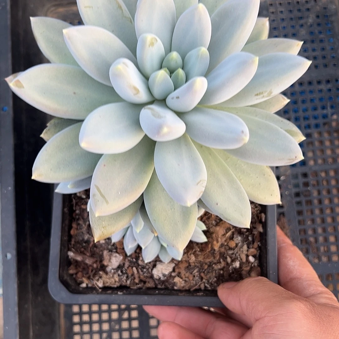 毛***雨哥特萝莉大单头带6仔