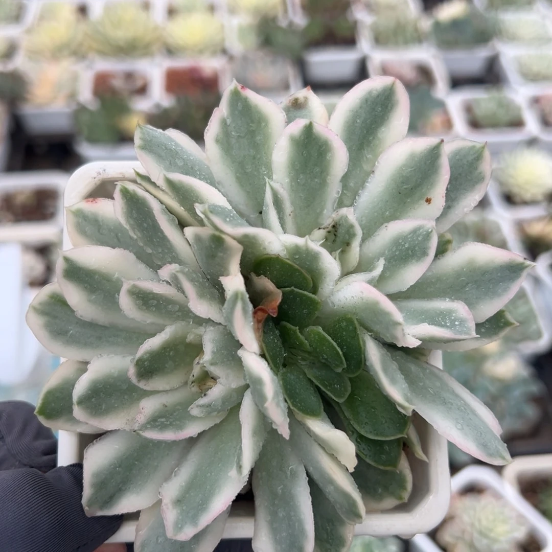 紫蝴蝶锦，双覆轮锦头
