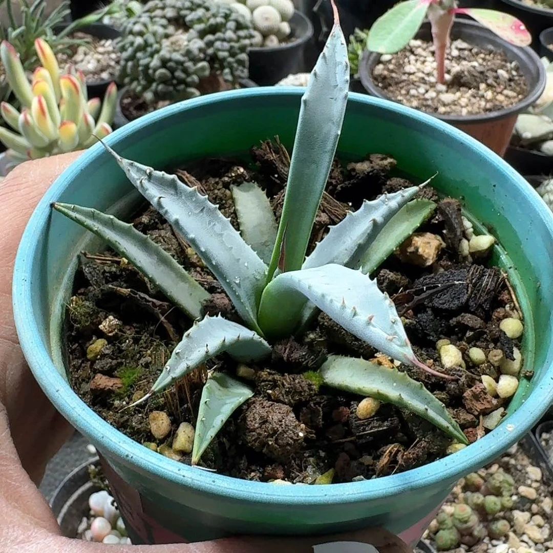 荷***蛋916曲刺妖炎脱土发货