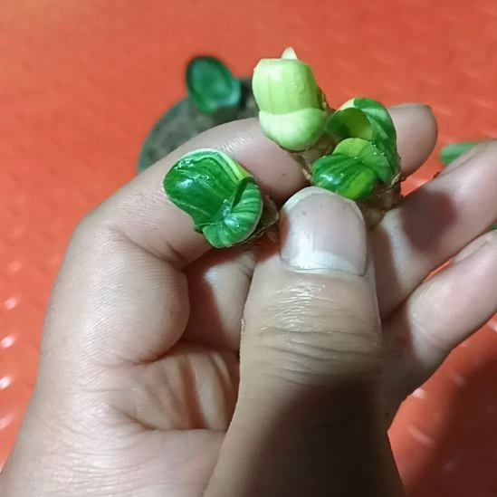 君子兰小苗，你好，我