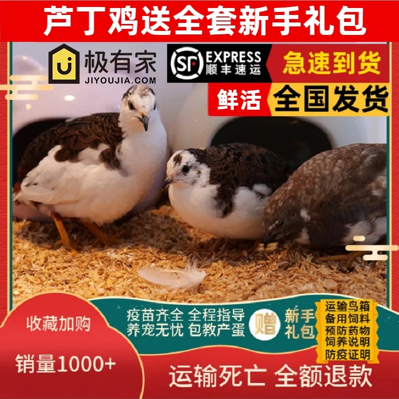昂三只网红芦丁鸡宠物鸡全色系宠物活鸡40-60天青年鸡顺丰送到家