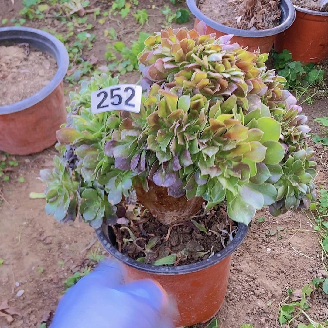 252紫阳绒缀化老板子法师缀