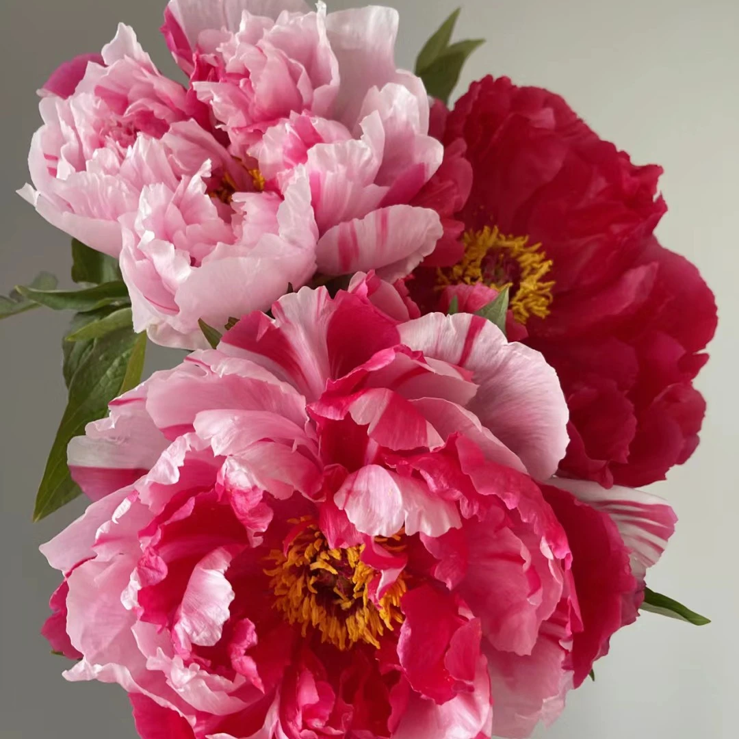 【现货.牡丹.岛锦】冷棚进口盲盒重瓣鲜切水培插瓶菏泽基地直批发