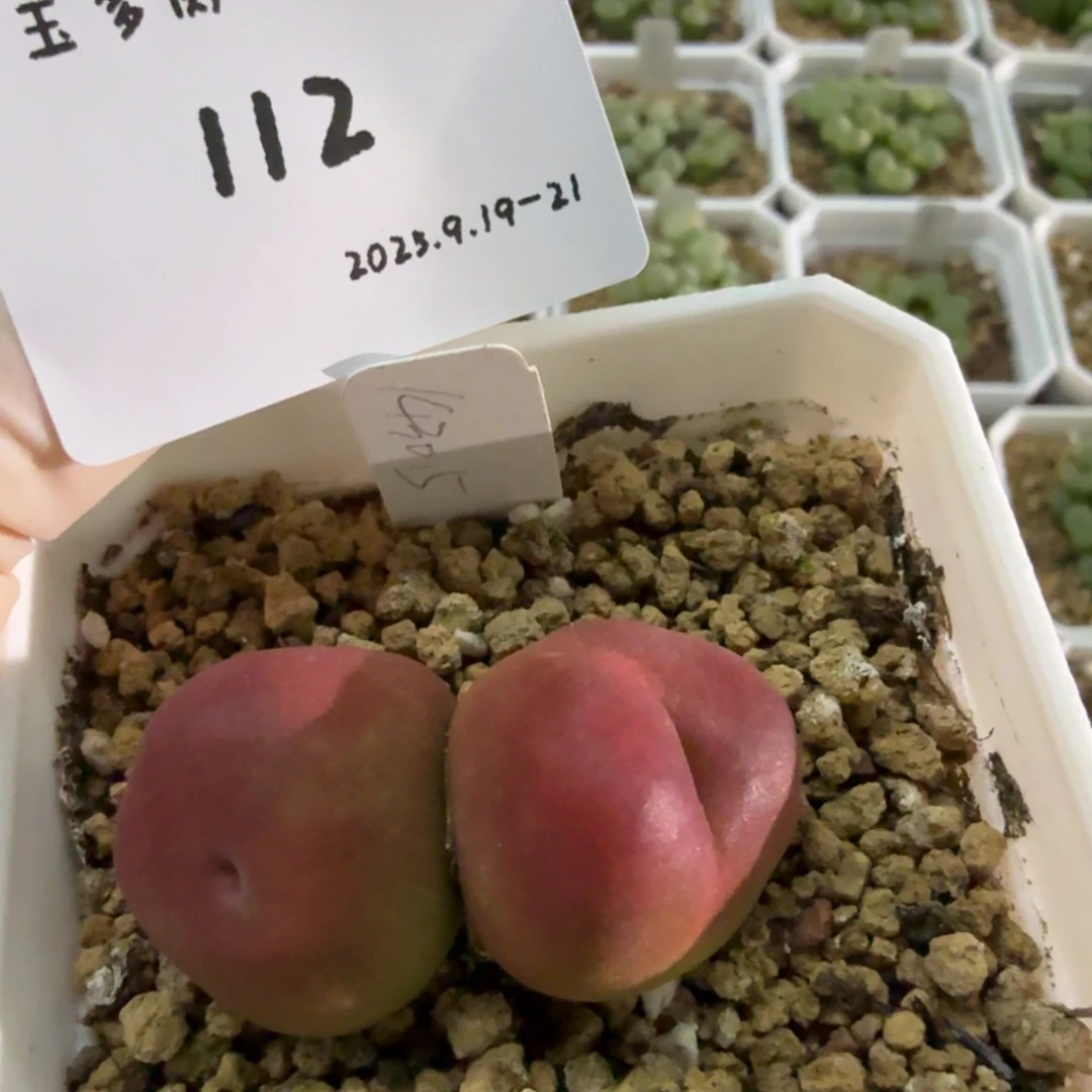 喵***呜多肉多肉多肉9.19-112