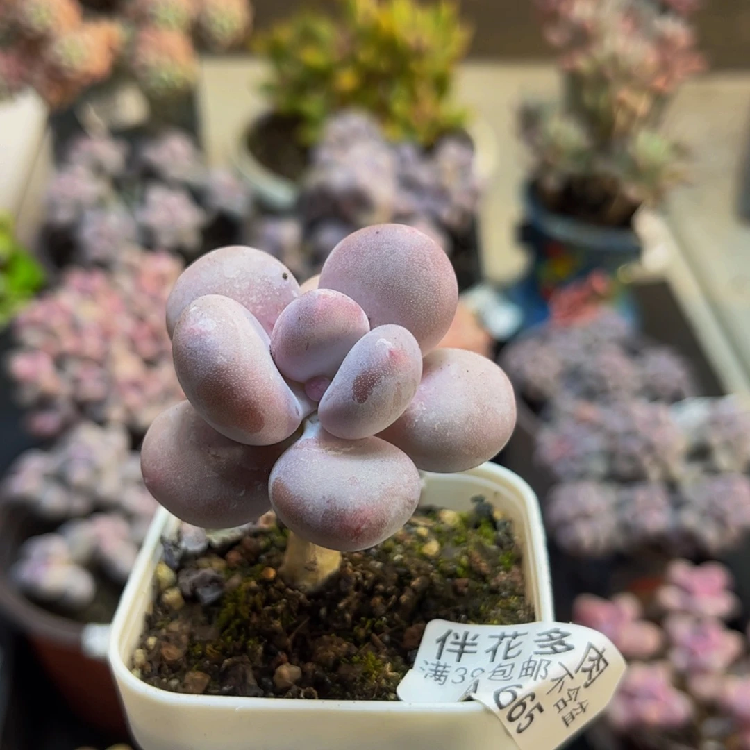 665蛋黄奶5cm多肉