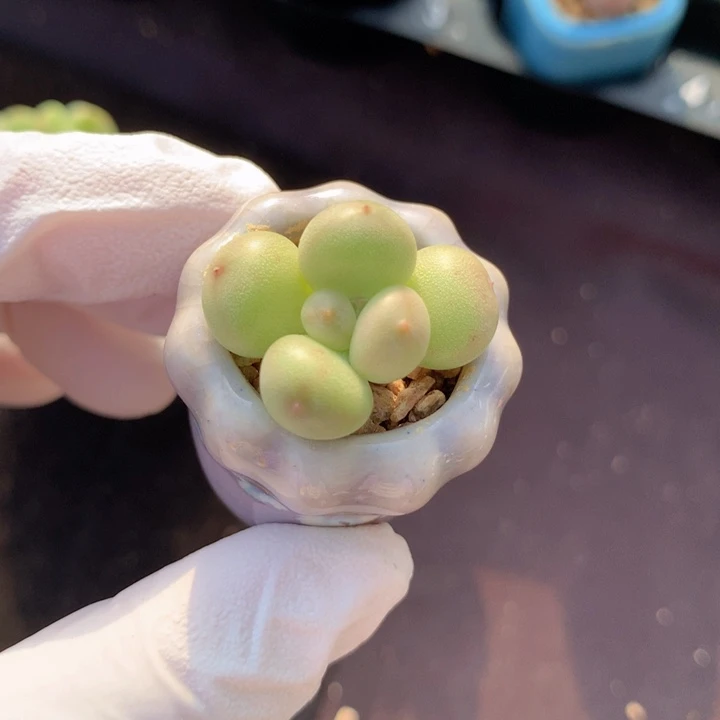 萤火虫 花落 已显花瓣