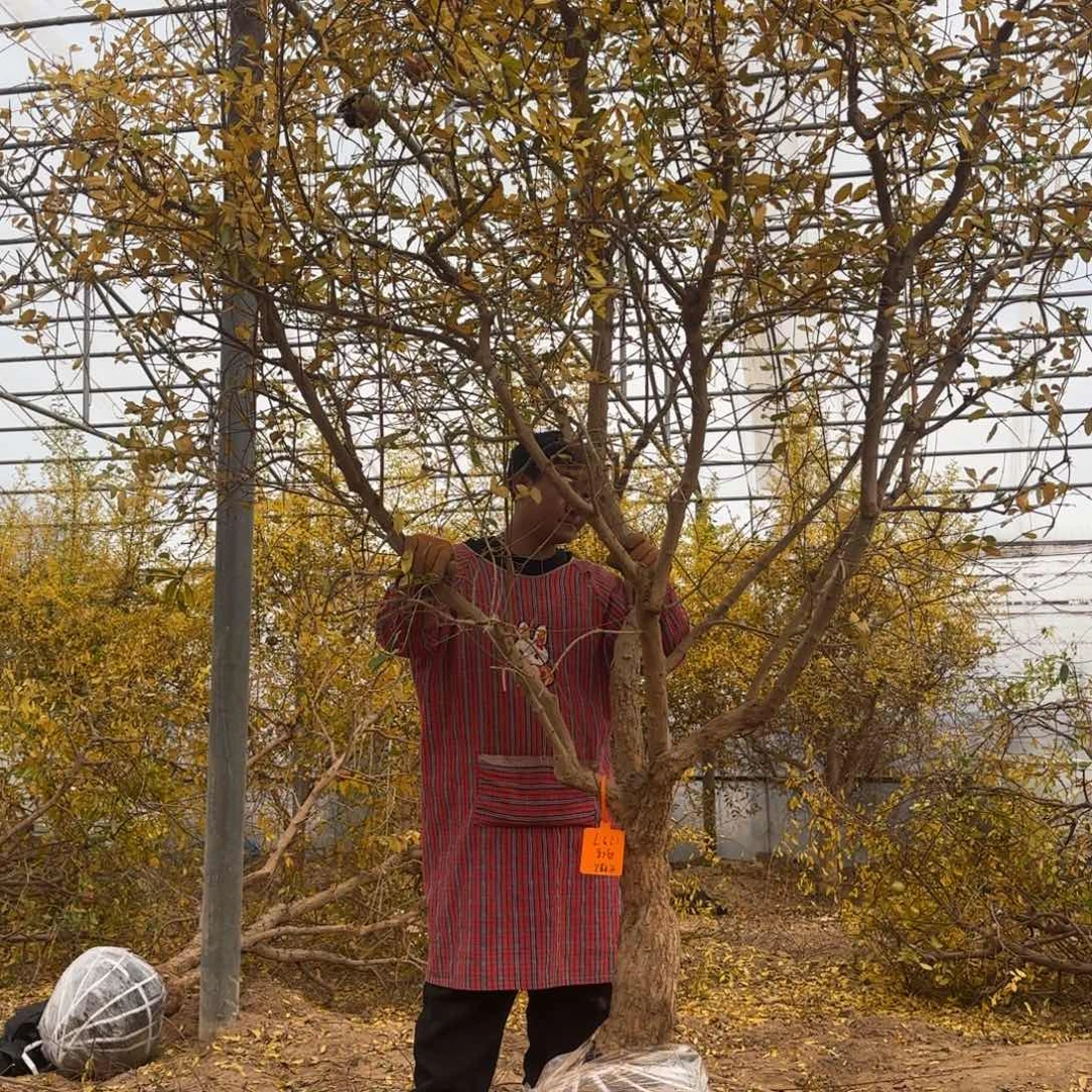 完全开放突尼斯软籽石榴树