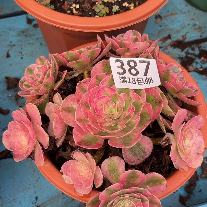 387倾城朵朵发发发