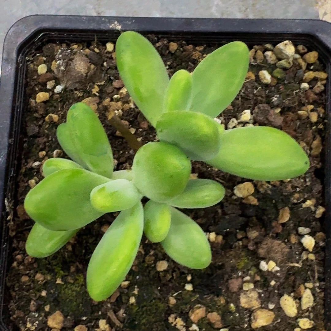 法力达 4头 一物一拍