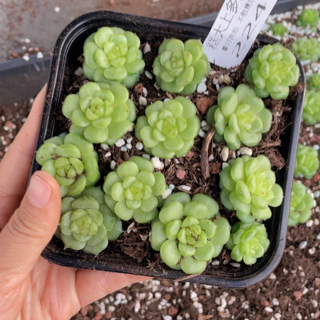 糕大上多肉植物224