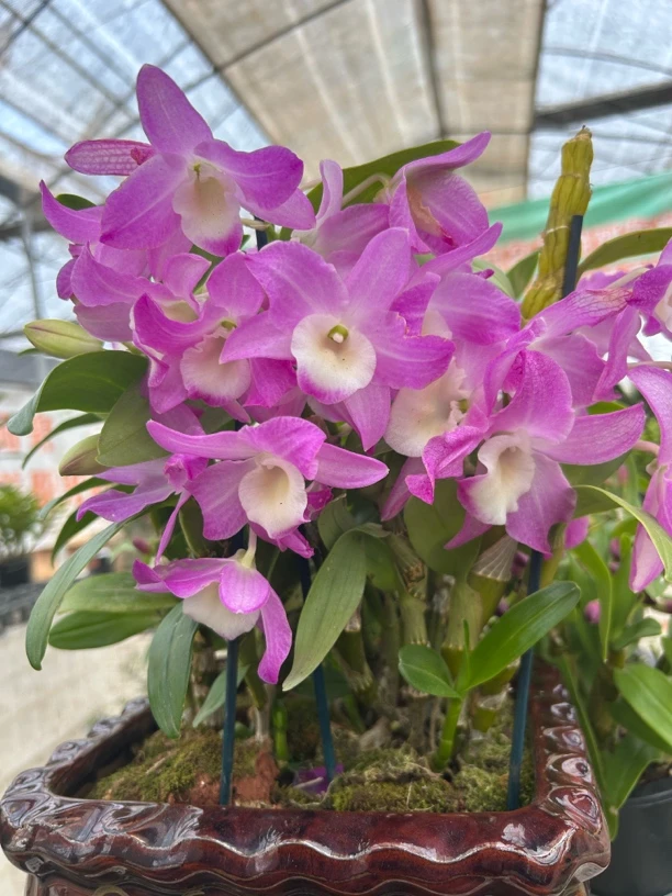 春石斛兰室内好养观赏花卉