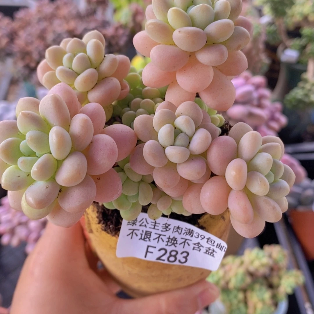 洛可可9cm283多肉植物