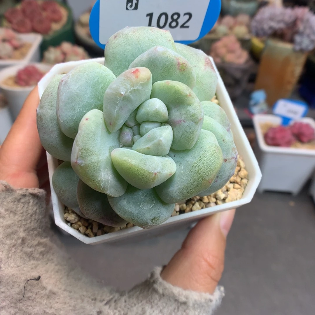 1082冰玉石化多肉植物