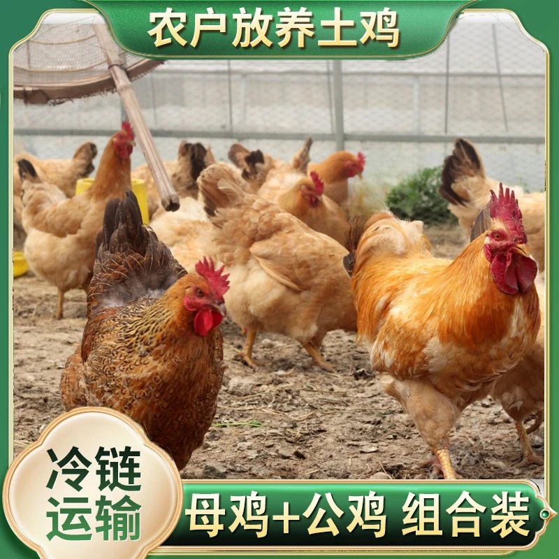 【小杨妹】4只2年母鸡+1只公鸡组合5只净重9-10斤