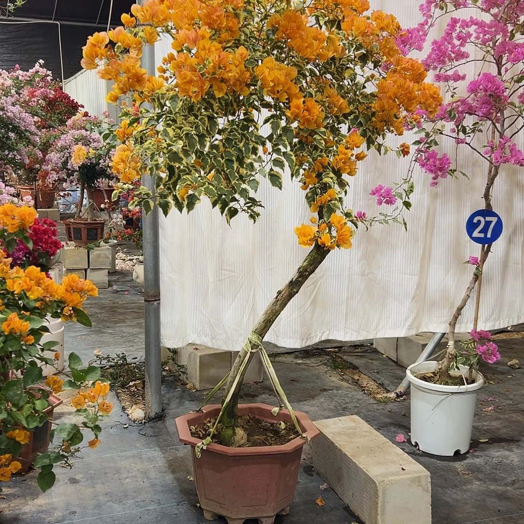 小***Y完全开放三2222222