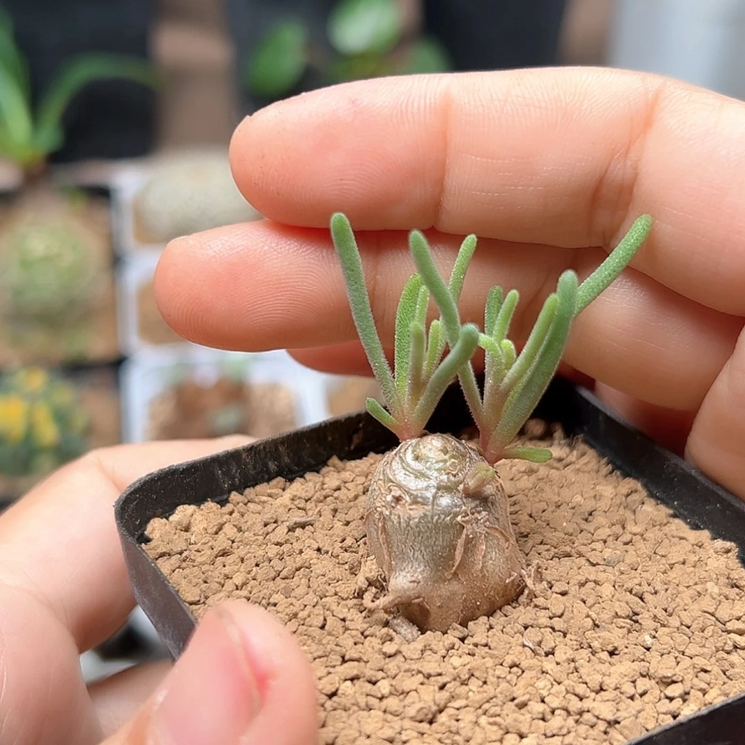 无花朵淡青霜开花株