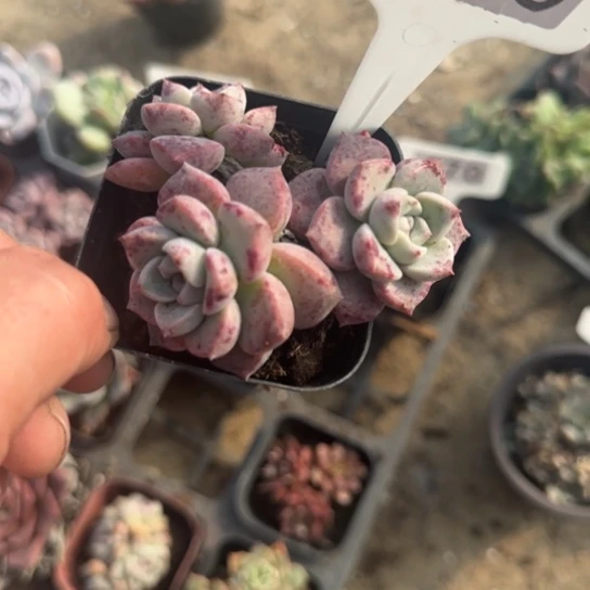 105粉斑点多肉植物的