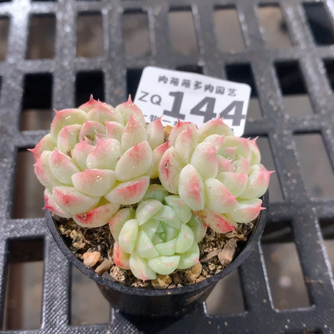 肉萌萌拇指盆精控多肉ZQ144