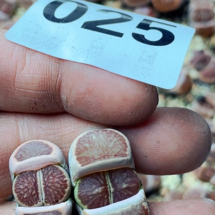 025红窗菊两颗l l l l l