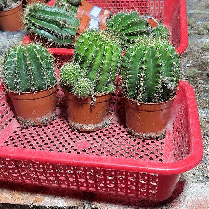 *****无花朵彩草哈哈哈哈哈哈哈