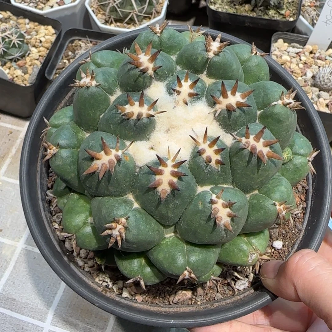 023自根10.7厘米短豪刺獠牙多肉