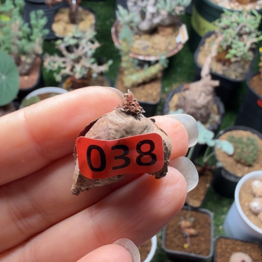 肾叶洋葵038仙人掌