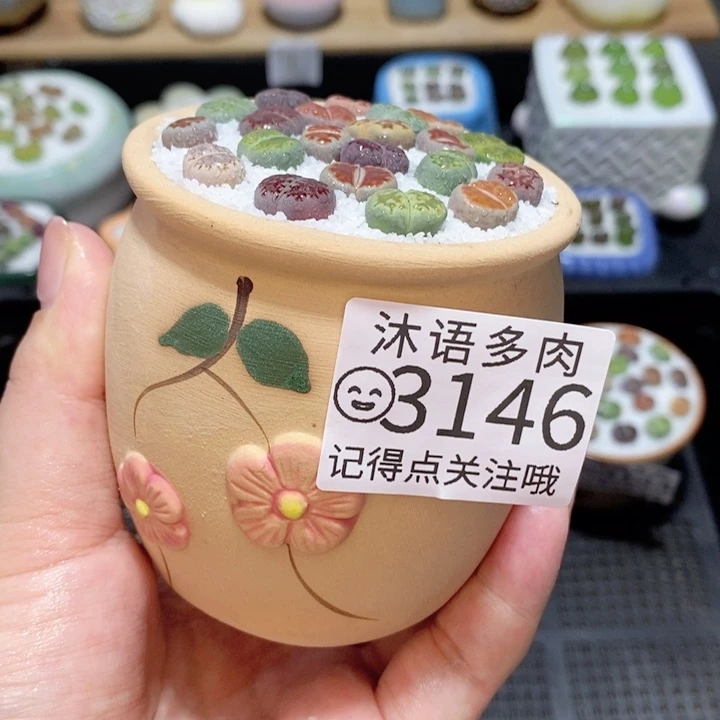 精美盆栽 一物一拍3146