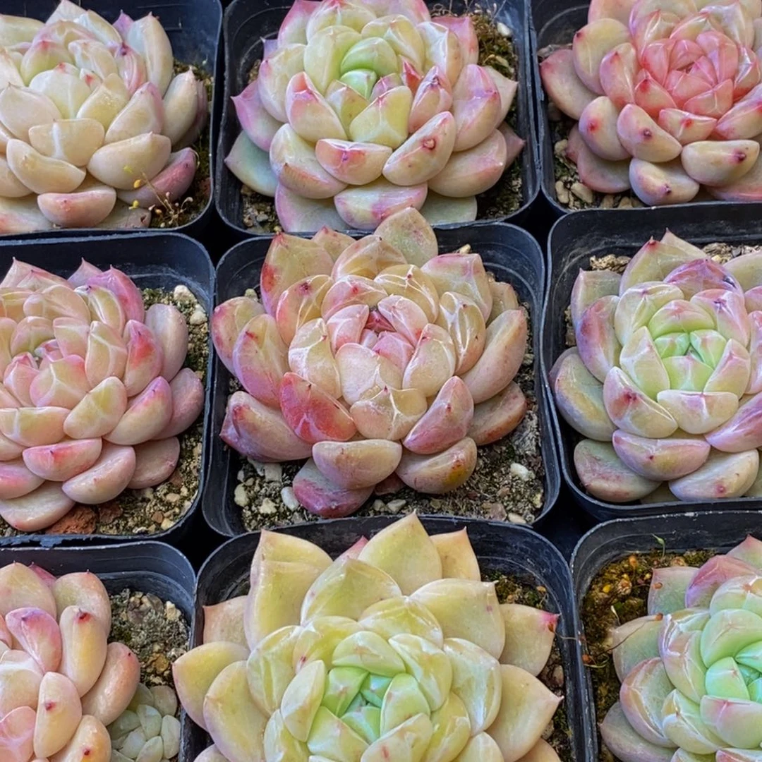 560的人在一起的时候