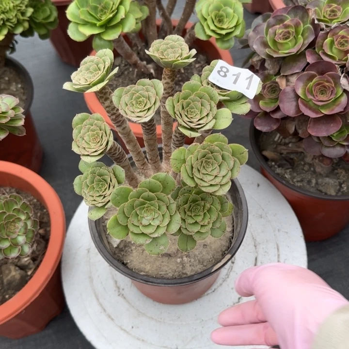 *****多肉植物和野生811